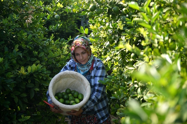 Limon hasadında kadın işçiler öne çıkıyor